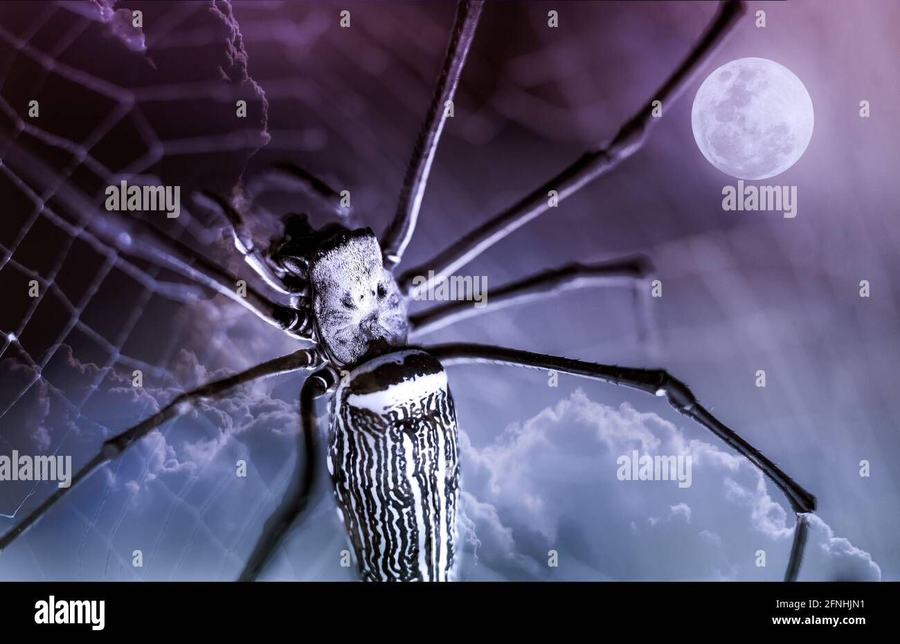 Arrière-plan de Halloween. Gros plan araignée sur toile d'araignée et magnifique ciel nocturne avec pleine lune. La lune prise avec mon propre appareil photo, aucune image de la NASA n'a été utilisée. Ou Banque D'Images