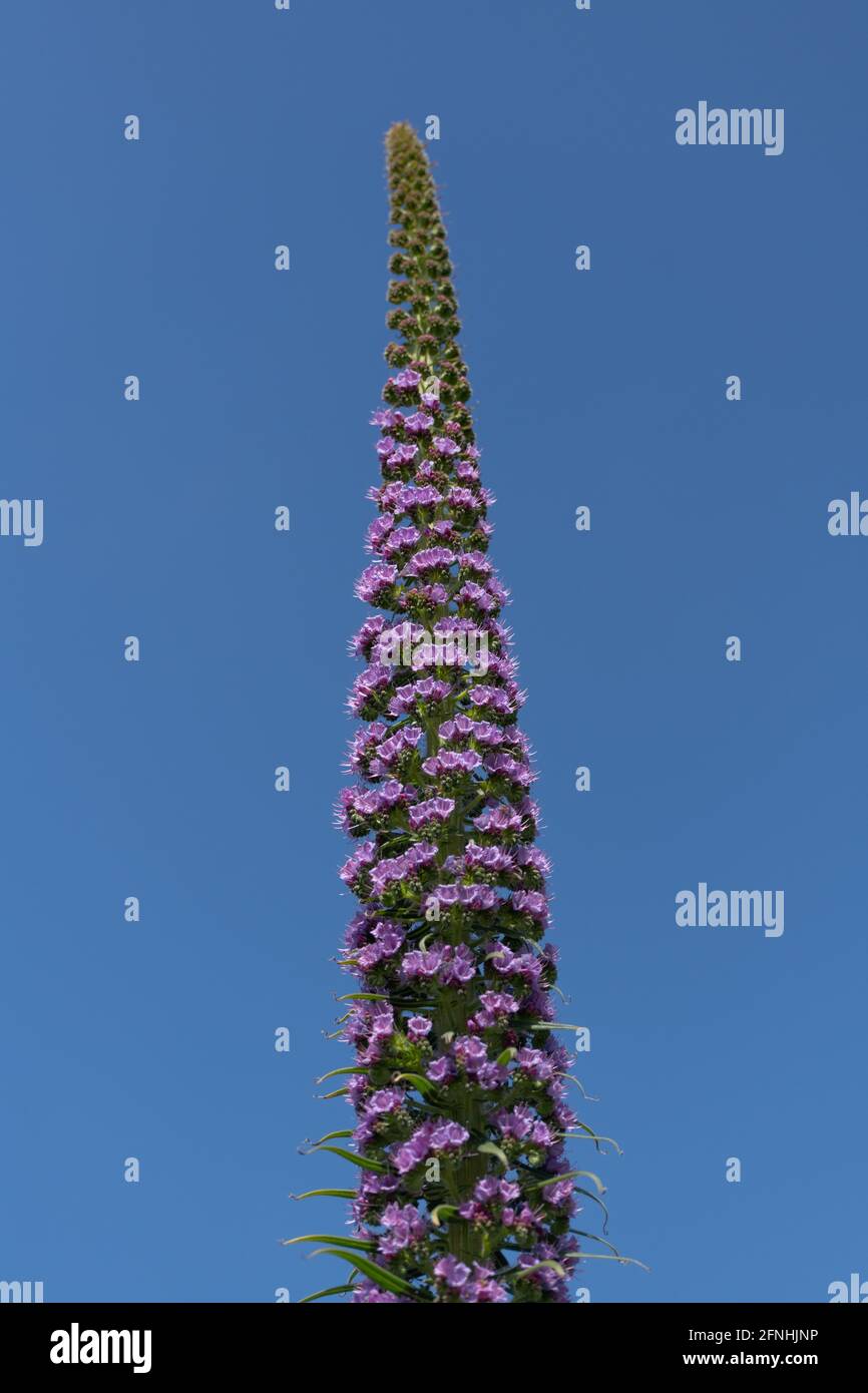 Echium violet géant, Borages, pointe de fleur contre ciel bleu clair Banque D'Images
