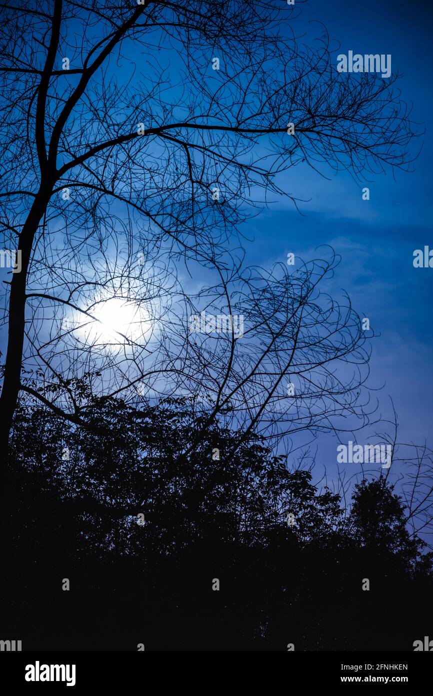 Silhouette d'arbres secs contre le ciel nocturne avec lumière de lune sur la forêt tranquille. Magnifique fond de nature, plein air la nuit. Banque D'Images