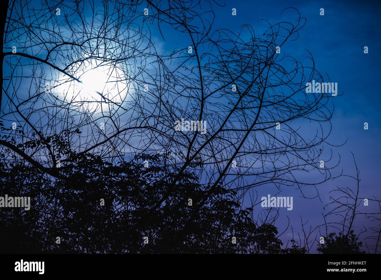 Silhouette d'arbres secs contre le ciel nocturne avec lumière de lune sur la forêt tranquille. Magnifique fond de nature, plein air la nuit. Banque D'Images