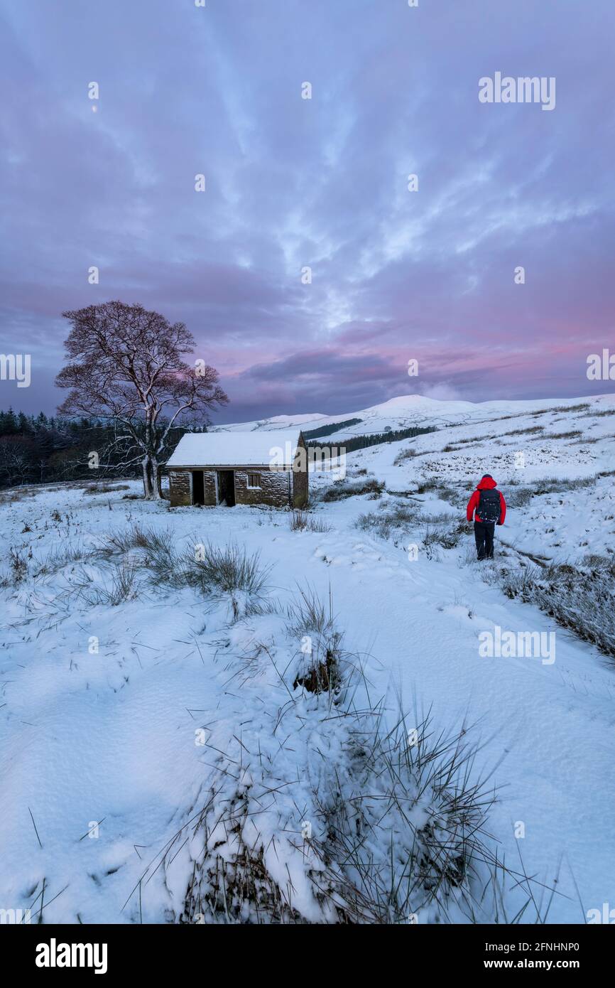 Walker en blouson rouge sur la piste menant au pic de Shutlingsloe en hiver, près de Wildboarclough, parc national de Peak District, Cheshire Banque D'Images