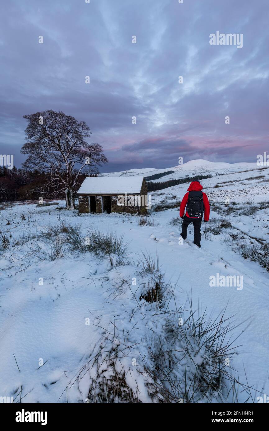 Walker sur la piste menant au pic de Shutlingsloe en hiver, près de Wildboarclough, parc national de Peak District, Cheshire Banque D'Images