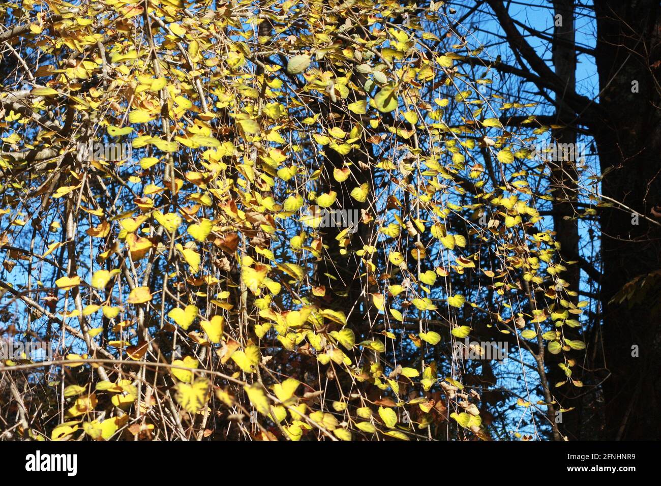 Pleurer l'arbre Katsura en automne Banque D'Images