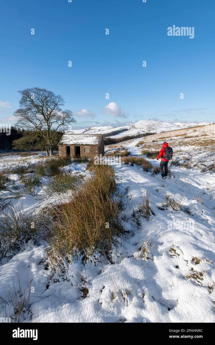 Walker portant un manteau rouge en hiver avec vue sur Shutlinsloe, Wildboarclough, Cheshire Banque D'Images