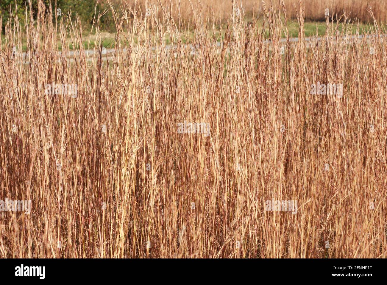 Petit bluestem (herbe à barbe) en automne Banque D'Images