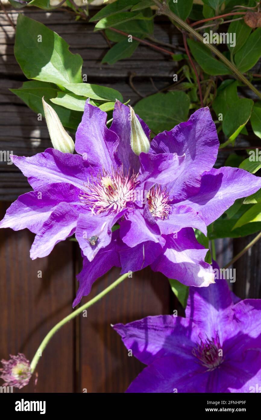 Clématite violette en fleur Banque de photographies et d'images à haute  résolution - Alamy