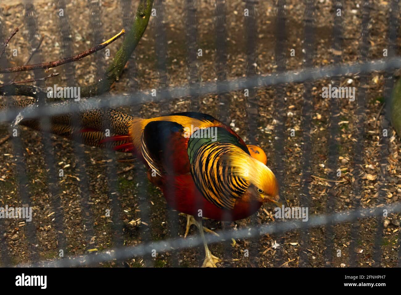 Faisan d'or dans un parc ornithologique de Winterthur en Suisse 11.5.2021 Banque D'Images