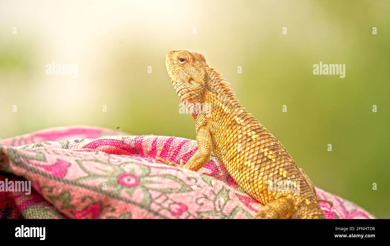 Photo de portrait d'animal, mise au point sélective des yeux. Bébé iguana dans la peau grise pendant le séjour sur les vêtements secs. Banque D'Images
