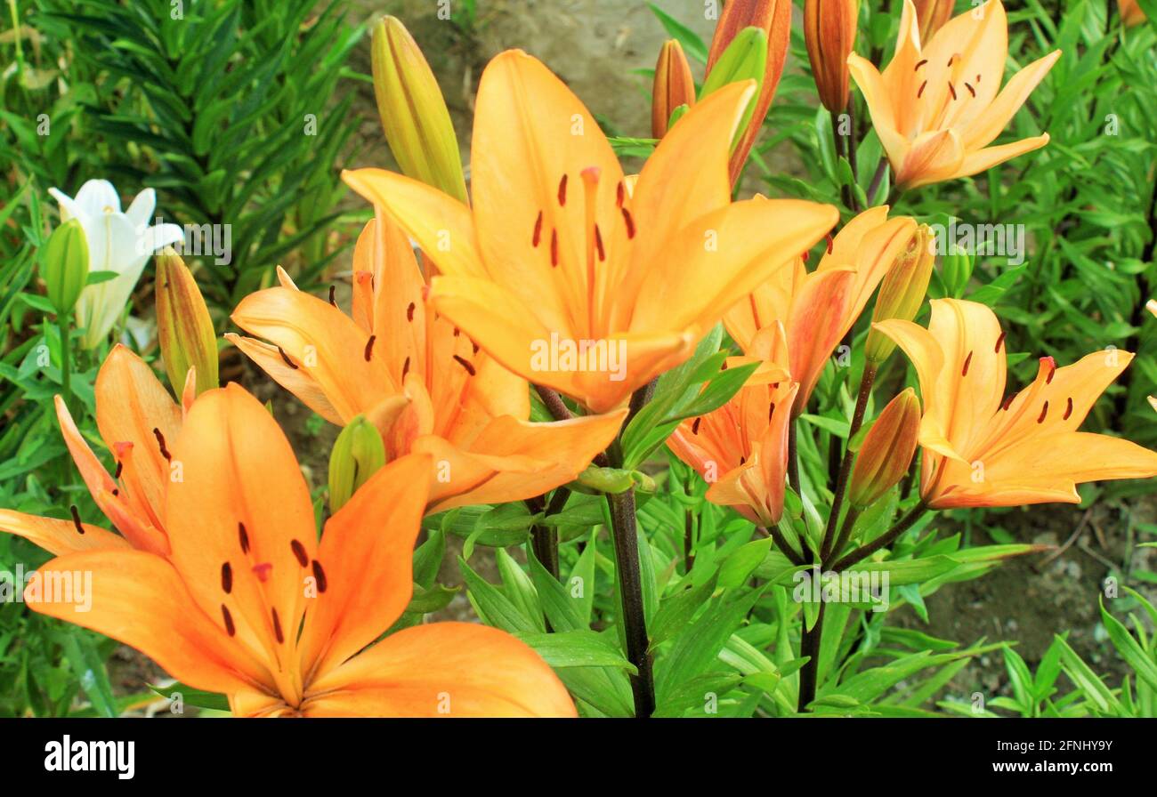 Fleurs Banque D'Images