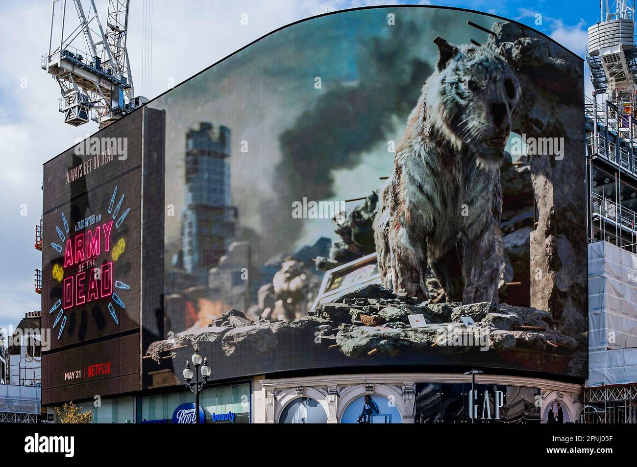 Londres, Royaume-Uni. 17 mai 2021. Le jour où les cinémas sont autorisés à rouvrir, un panneau d'affichage 3-D en direct, Piccadilly Lights, lance l'ARMÉE DU FILM à succès À venir de Zack Snyder (Justice League). En utilisant l'intégralité de l'écran numérique incurvé de Piccadilly Circus, l'activation introduit les Londoniens à "Valentine", le tigre zombie qui apparaît dans le film. Le tigre du VFX, créé par le superviseur des effets visuels Marcus Taormina (Bird Box, Guardians of the Galaxy) en itinérance autour de Las Vegas post-apocalyptique. Crédit : Guy Bell/Alay Live News Banque D'Images