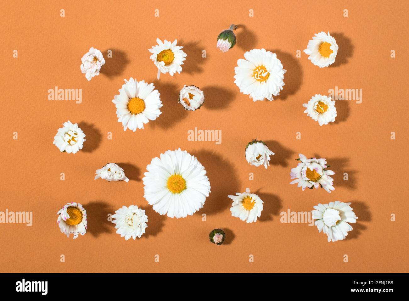 Groupe de têtes de fleurs blanches sur fond orange. Vue de dessus. Banque D'Images