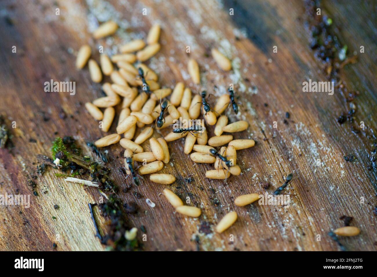 Larves de menuisier noir (Camponotus pennsylvanicus) - Etats-Unis Banque D'Images