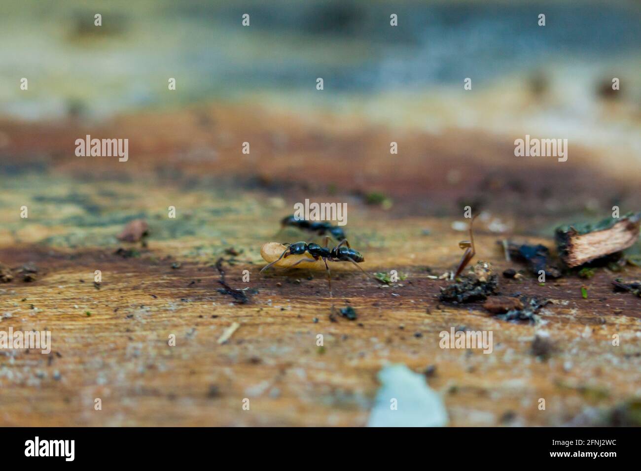 Larve mobile du menuisier noir (Camponotus pennsylvanicus) - Etats-Unis Banque D'Images