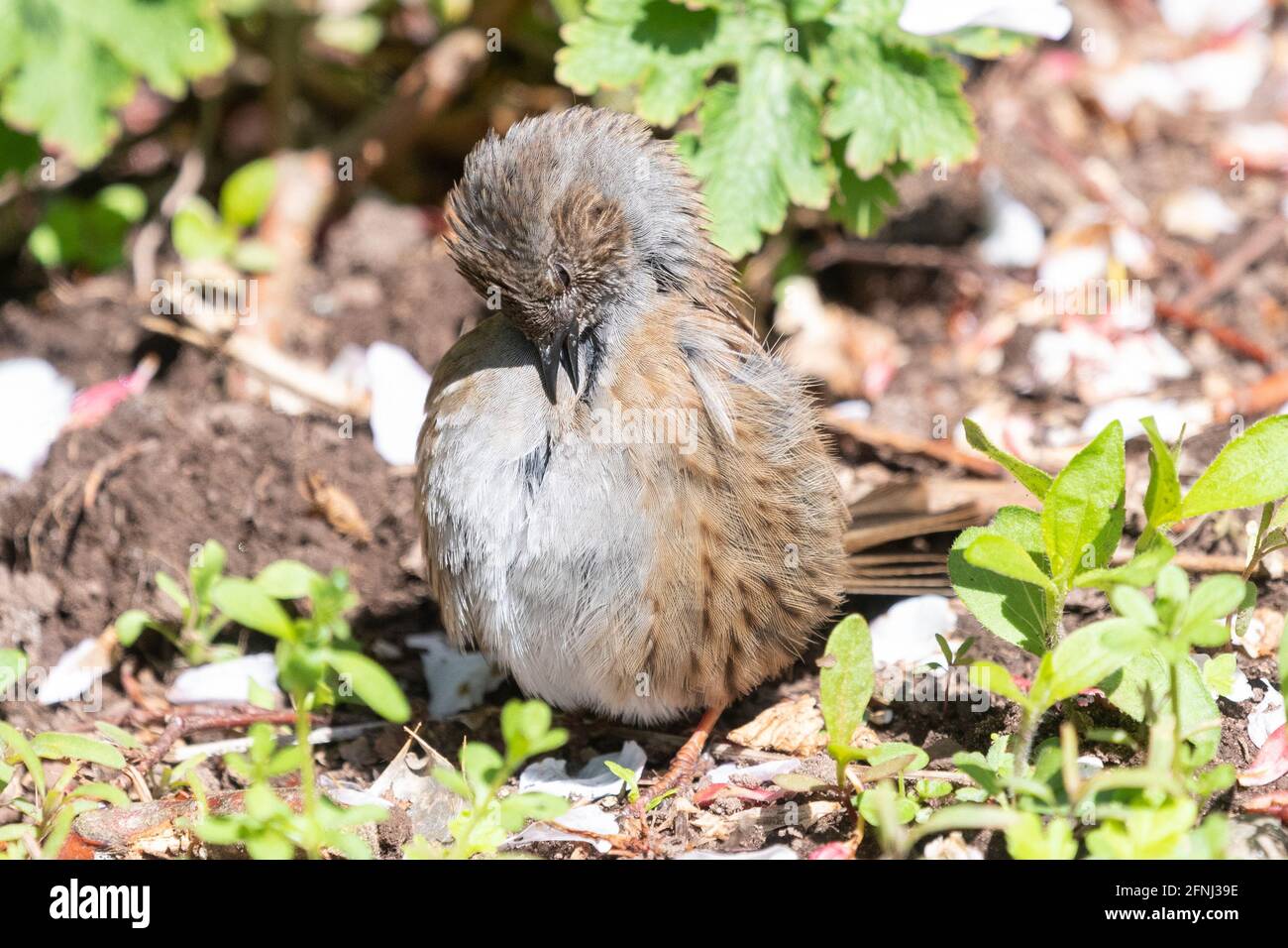 Dunnock (Prunella modularis) bains de soleil et préassage pour répandre l'huile de prèce sur les plumes et aider à se débarrasser de tous les poux ou parasites - ROYAUME-UNI Banque D'Images