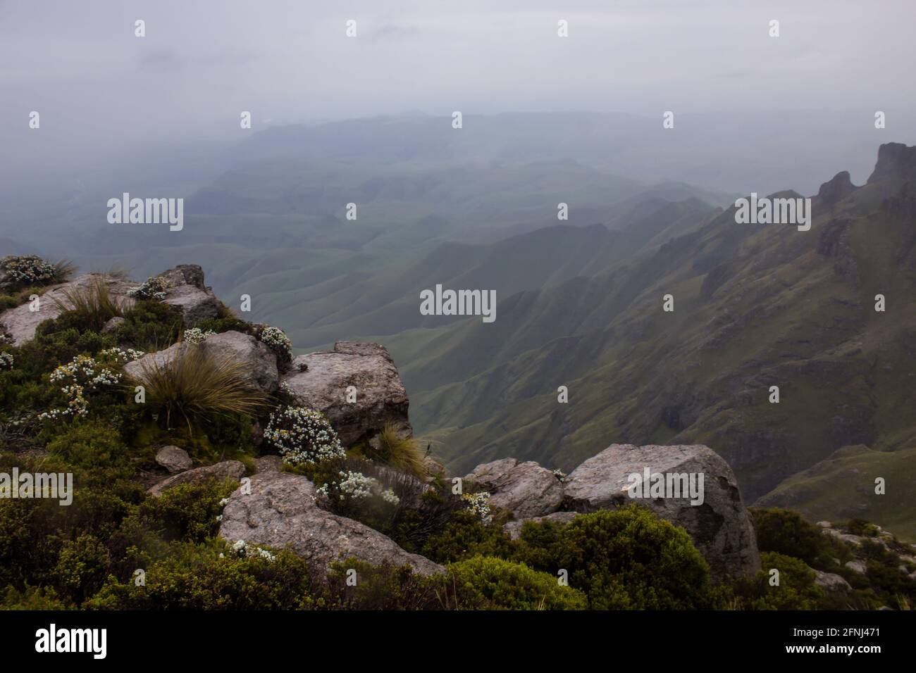 Une vue floue sur les montagnes du Drakensberg en Afrique du Sud, depuis l'un des sommets, avec des plantes alpines et des rochers de basalte au premier plan Banque D'Images