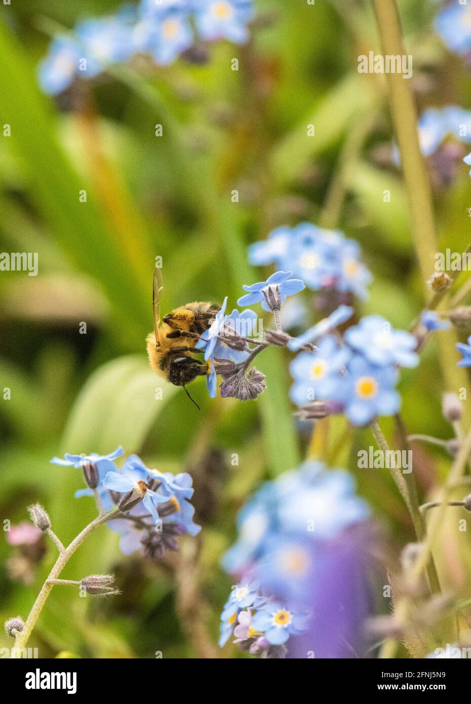 Miel abeille pollinisant la petite fleur bleue de l'Forget-me-Not (Myosotis scorpioides) Banque D'Images