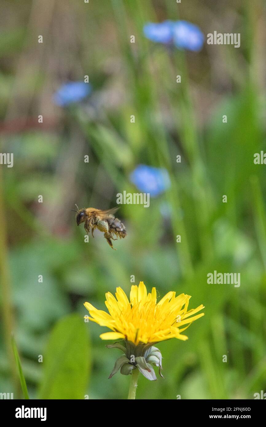 Miel abeille pollinisant une fleur de pissenlit. Banque D'Images