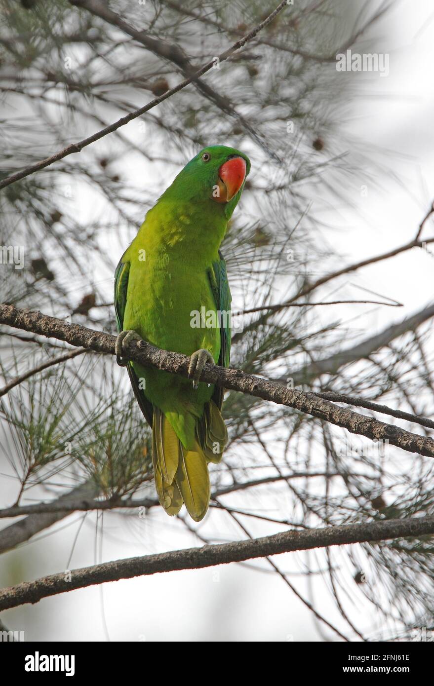 Perroquet bleu (Tanygnathus lucionsalvensis adorii) adulte perché sur la branche Sabah, Bornéo Janvier Banque D'Images