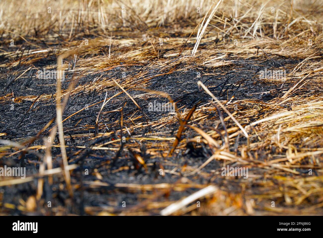 Herbe sèche brûlée sur le gros plan du champ. Les incendies de printemps Banque D'Images