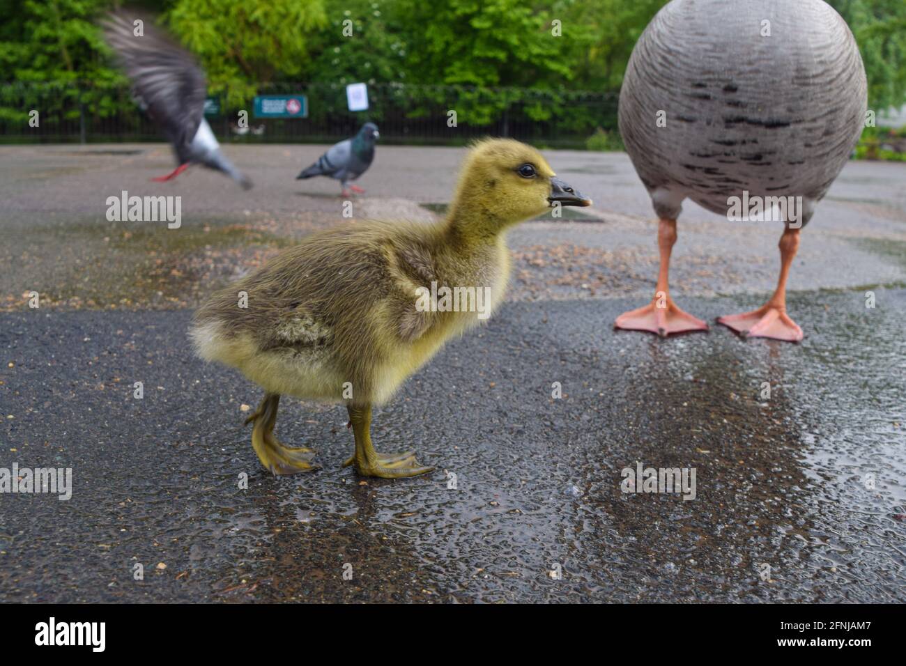 Londres Royaume Uni 17 Mai 21 De Tres Jeunes Bebes D Oie Graylag Explorent Leurs Environs A St James S Park Dans Le Centre De Londres Credit Vuk Valcic Alamy Live News Photo Stock