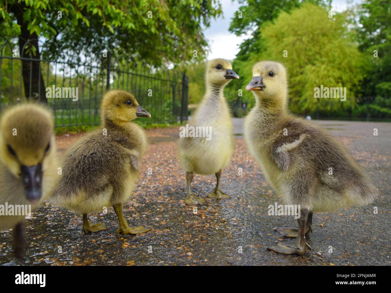 Londres Royaume Uni 17 Mai 21 De Tres Jeunes Bebes D Oie Graylag Explorent Leurs Environs A St James S Park Dans Le Centre De Londres Credit Vuk Valcic Alamy Live News Photo Stock