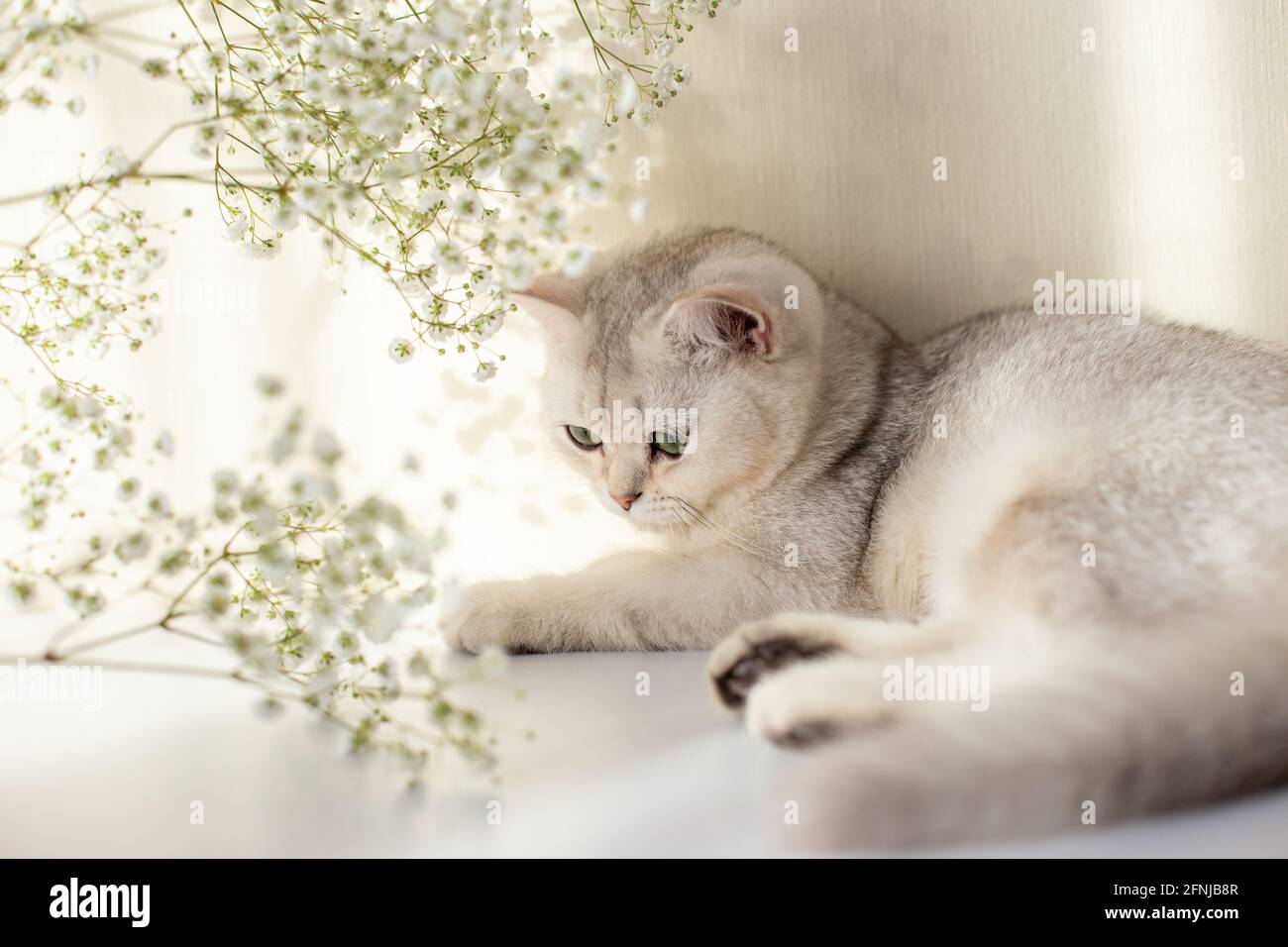 Un beau chat britannique blanc et gris, les yeux verts, se trouve sur une table blanche avec une fleur de gitsophila Banque D'Images