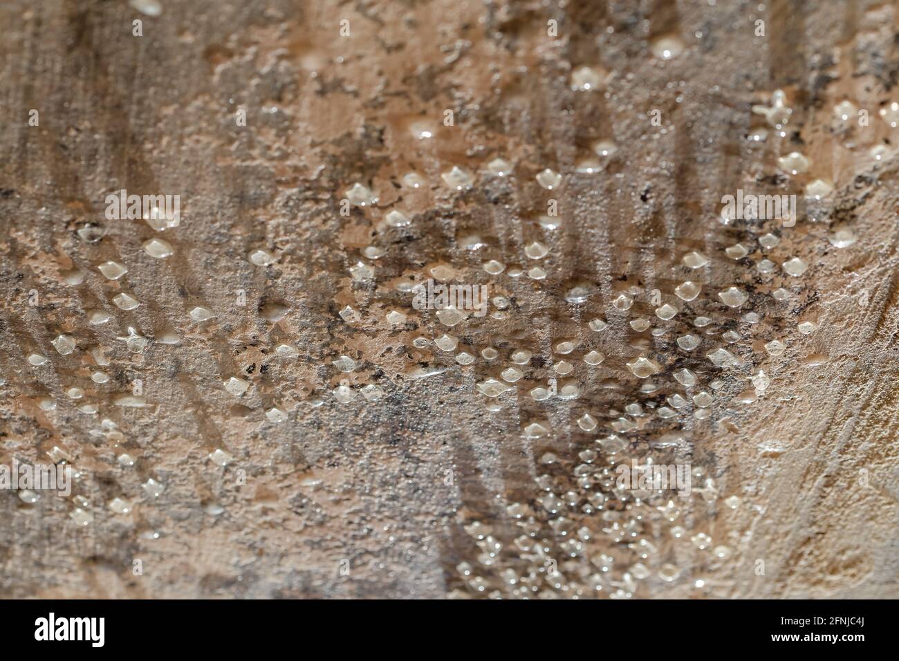 gouttes d'eau condensée sur le plafond du sous-sol - gros plan avec mise au point sélective. Banque D'Images