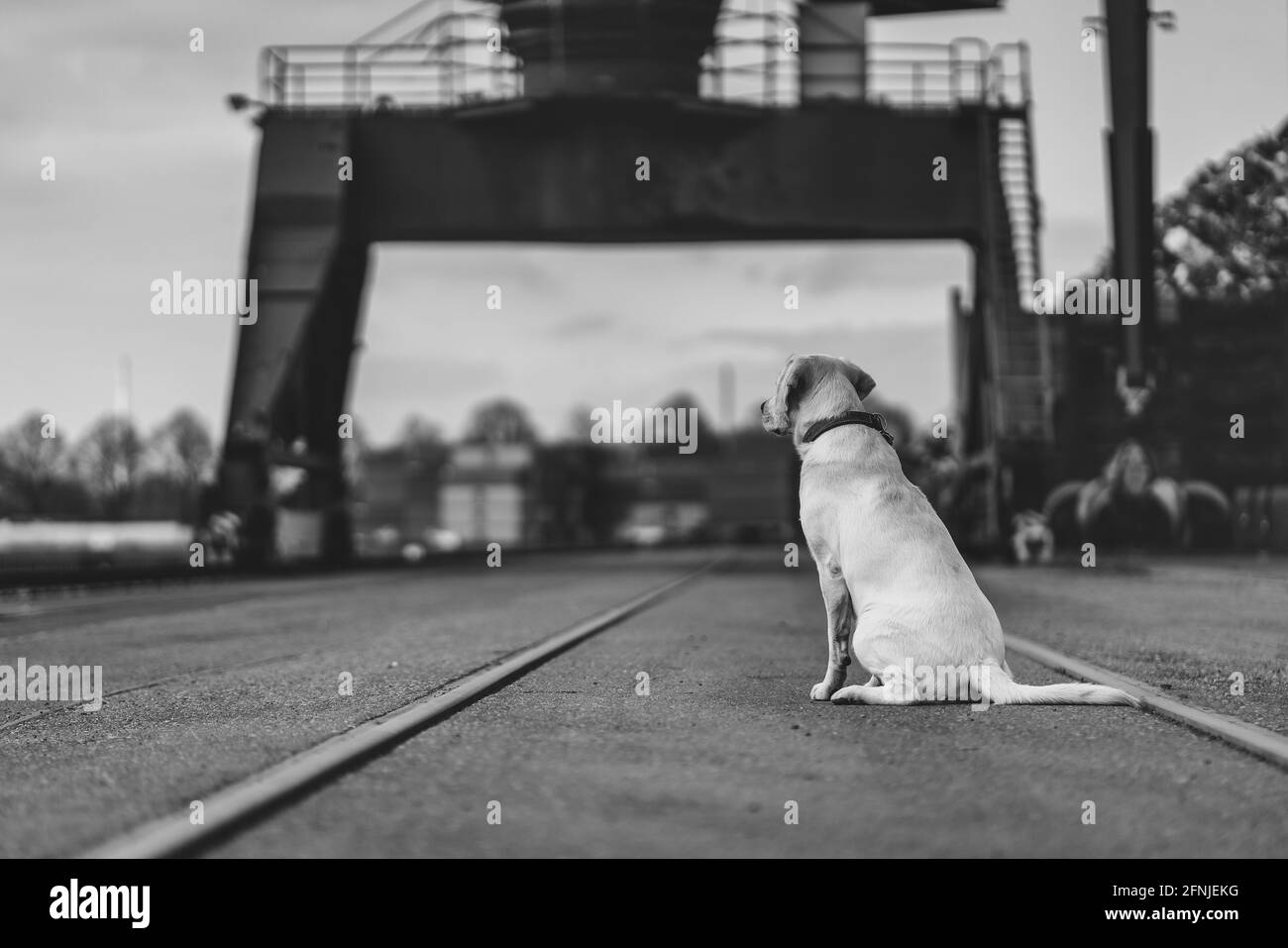 Portrait d'un chien dans les docks industriels, Labrador Retriever. Banque D'Images