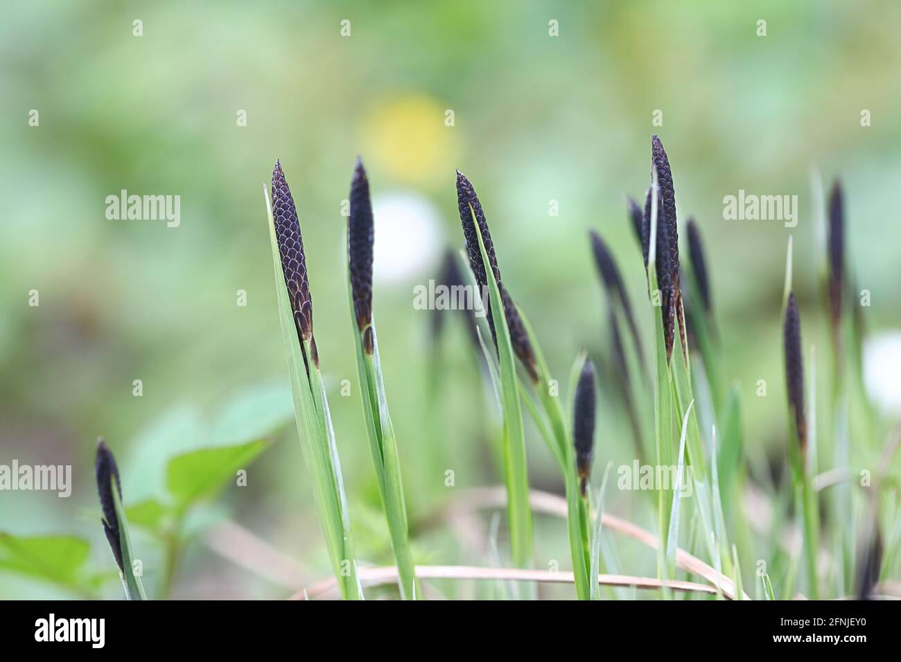 Carex Nigra Ssp Juncella Banque De Photographies Et Dimages Haute R Solution Alamy