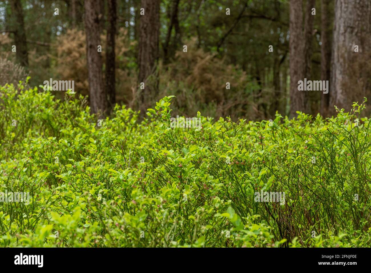 Végétation de sous-étage dans une plantation forestière de pin sylvestre (Pinus sylvestris) à Surrey, au Royaume-Uni, y compris la myrtille (Vaccinium myrtillus) Banque D'Images