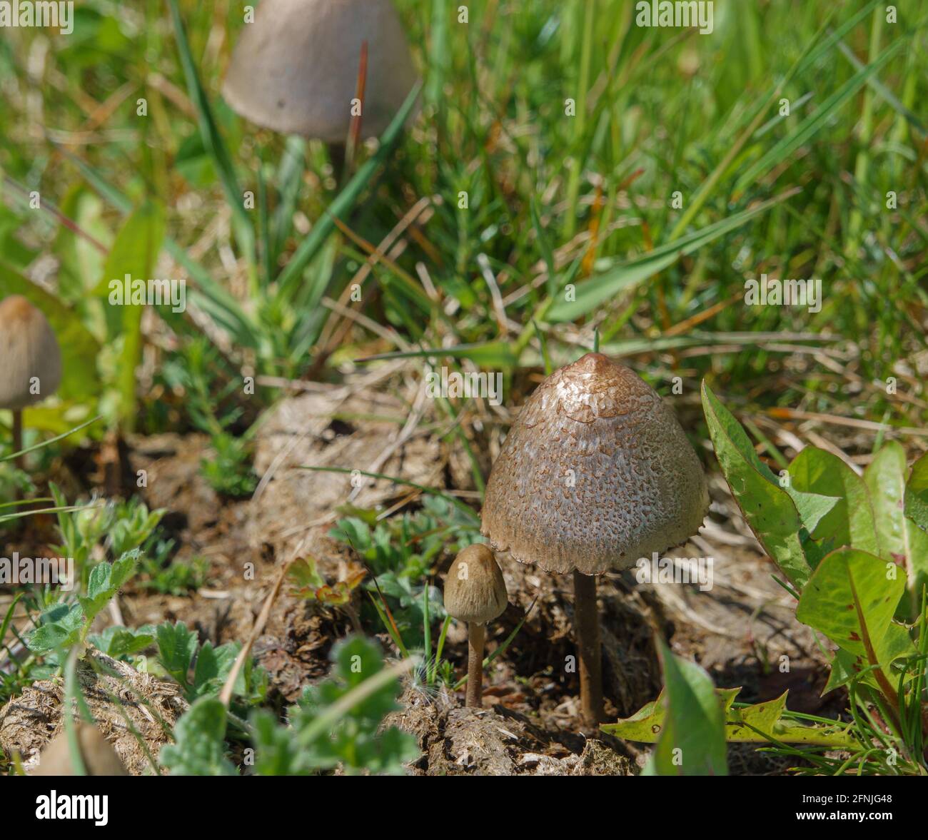 Une paire de champignons sauvages qui poussent dans les prairies de Salisbury Royaume-Uni Banque D'Images