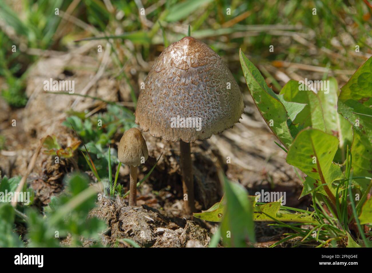 Une paire de champignons sauvages qui poussent dans les prairies de Salisbury Royaume-Uni Banque D'Images