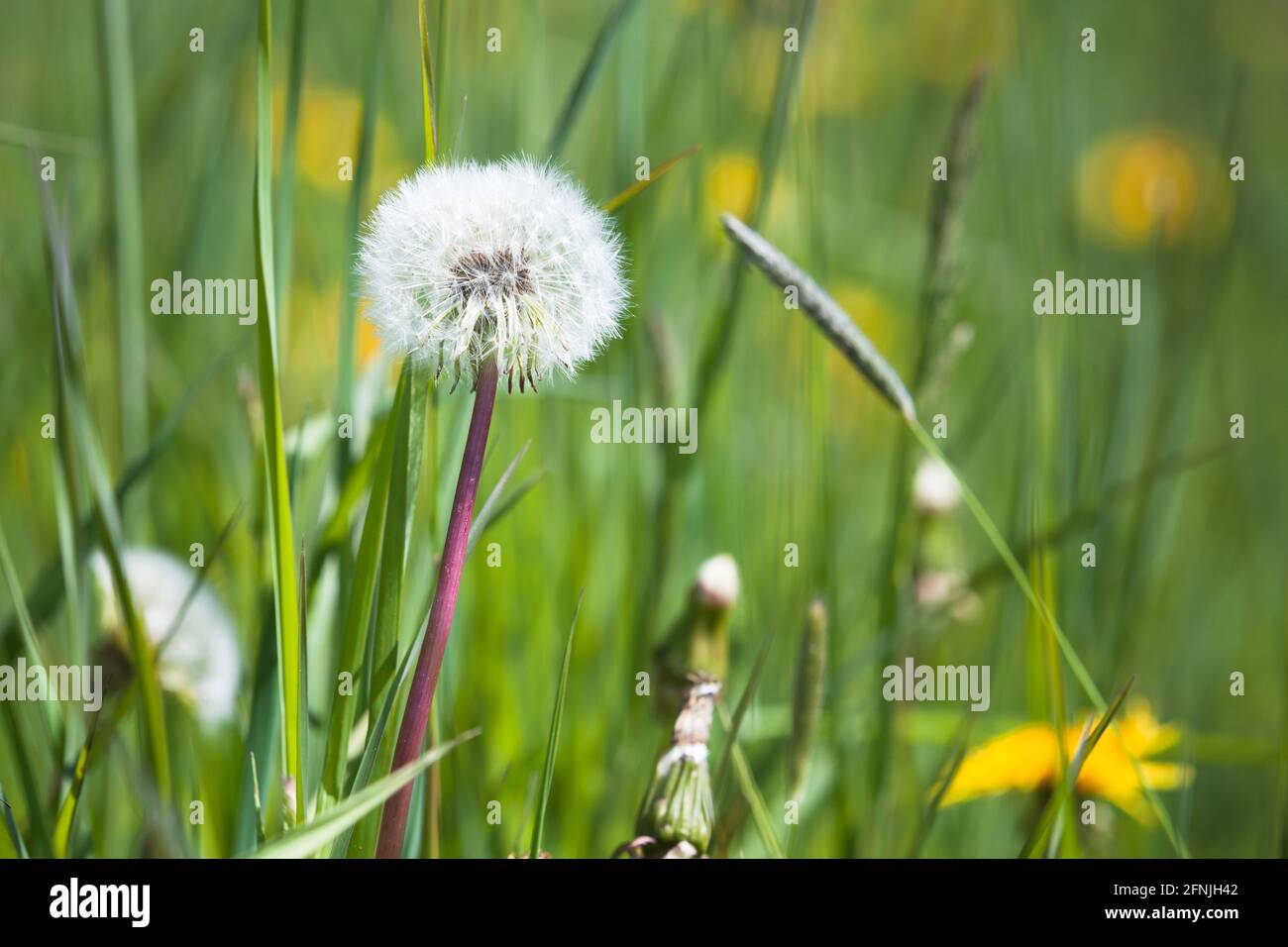Fleur de pissenlit blanche et moelleuse qui pousse sur un pré d'été, photo naturelle de fond d'été Banque D'Images