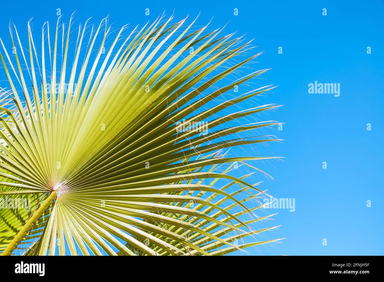 La feuille de palmier verte est sous le ciel bleu sur une journée ensoleillée, photo d'arrière-plan de la nature tropicale Banque D'Images