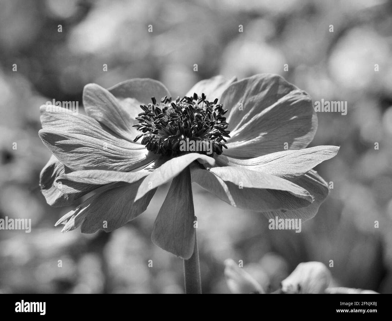 Fond naturel avec fleurs en noir et blanc Banque D'Images