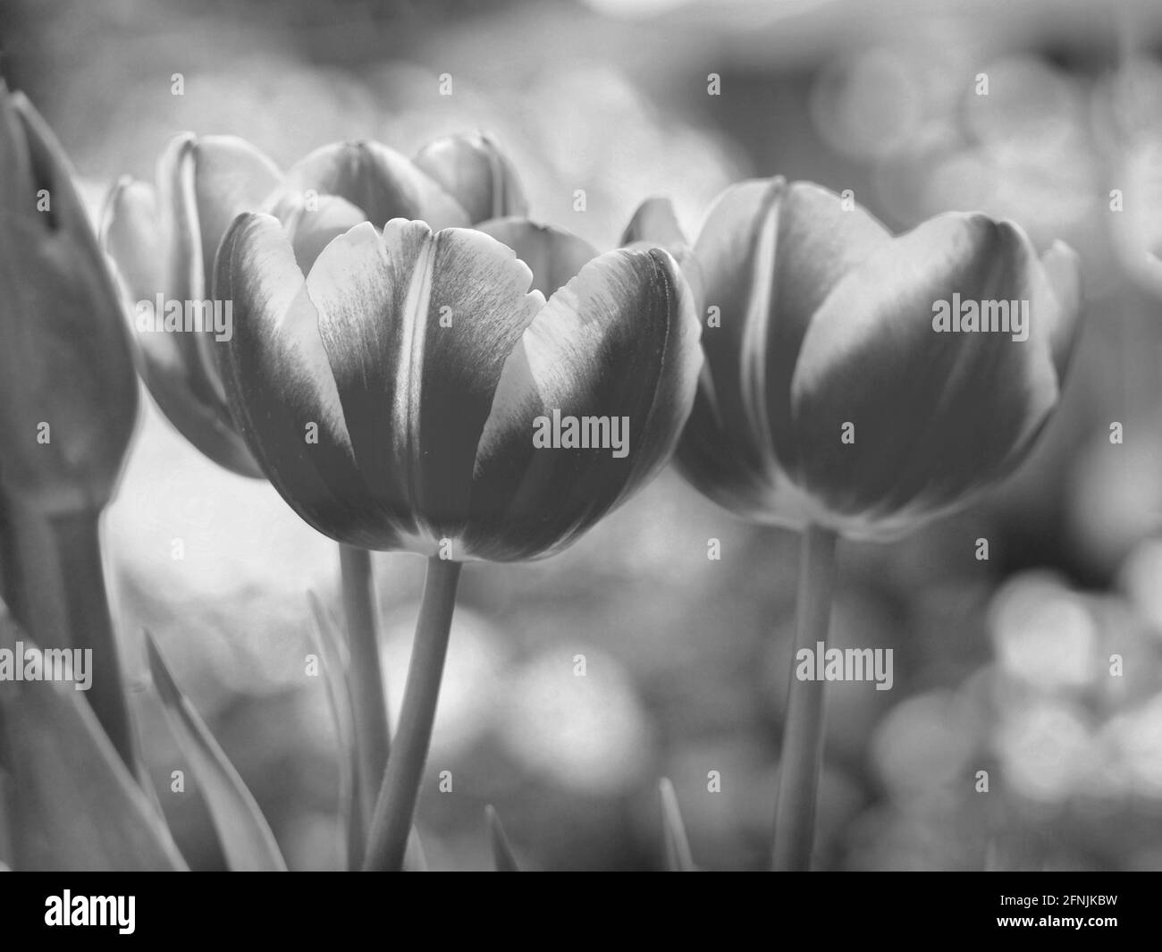 Fond naturel avec fleurs en noir et blanc Banque D'Images