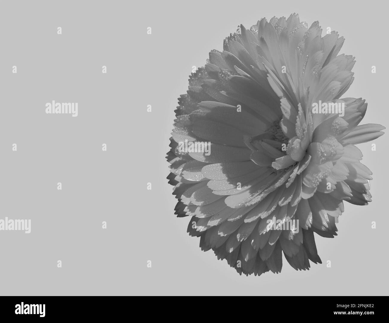 Fond naturel avec fleurs en noir et blanc Banque D'Images