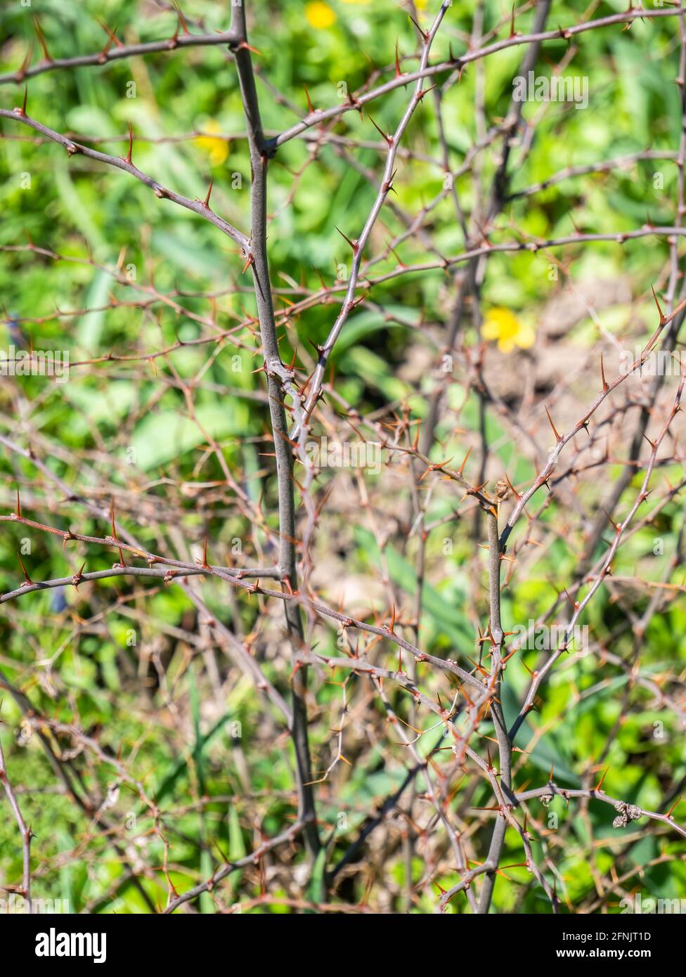 Branches épineuses de Paliurus spina-christi, communément connues sous le nom d'épine de Jérusalem, d'épine de guirlande, d'épine du Christ ou de couronne d'épines Banque D'Images