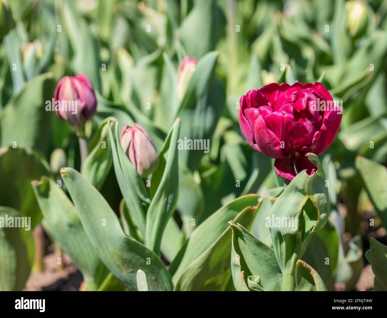 Tulipe et bourgeons à fleurs de pivoines rouges dans le jardin Banque D'Images