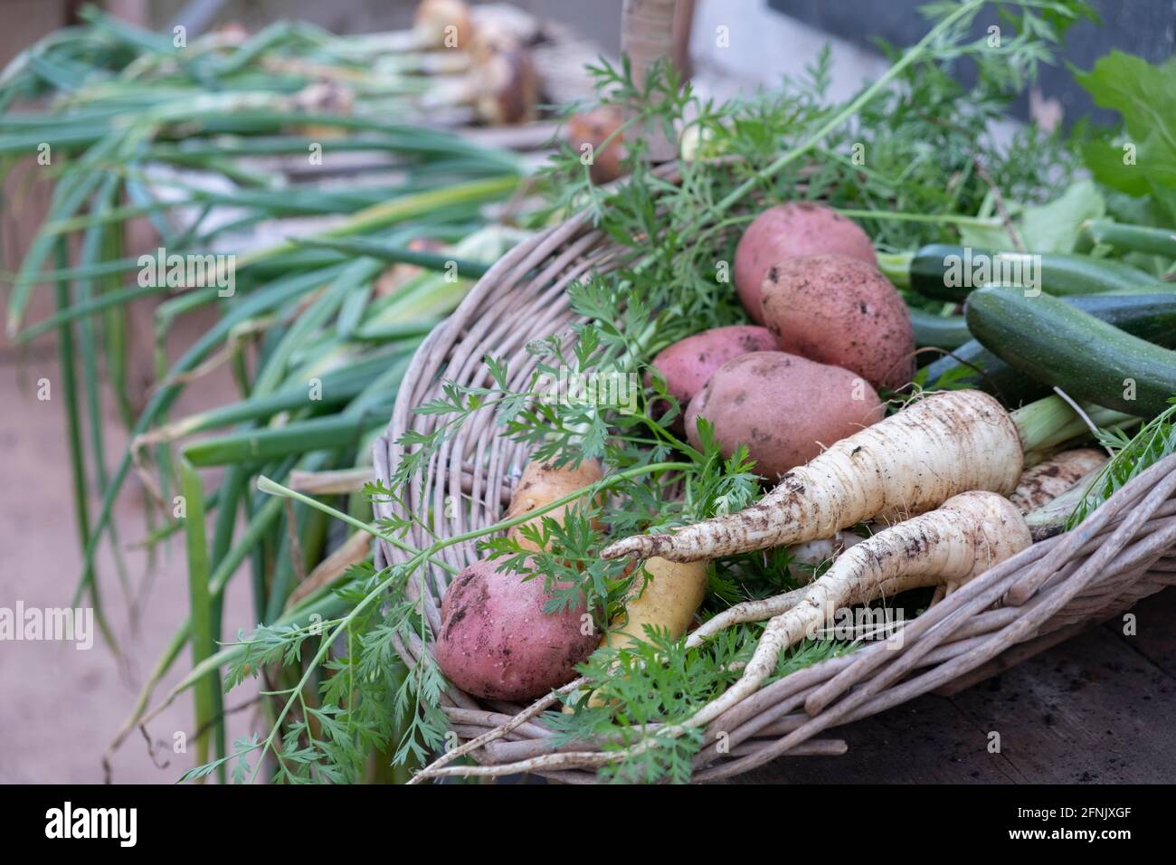 Les légumes fraîchement récoltés Banque D'Images