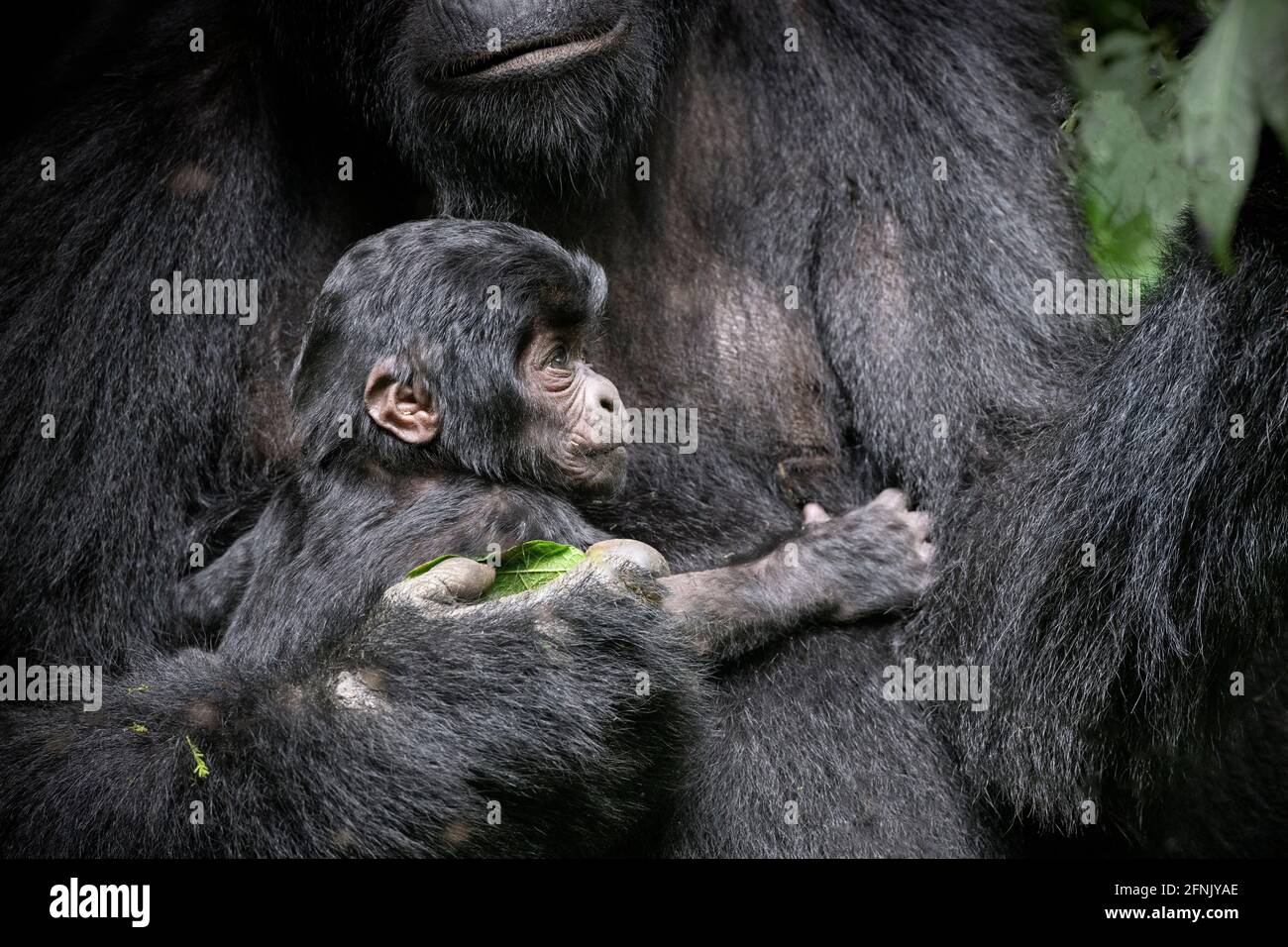 Mountain Gorillas, Ouganda Banque D'Images