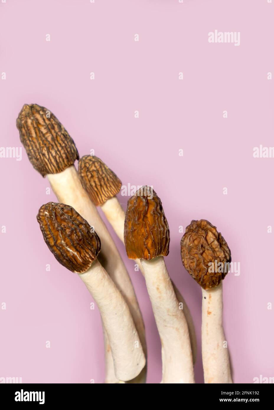 Composition de champignons morilles de printemps ou de morchella conica sur fond rose. La vie de notre vie minimaliste. Banque D'Images