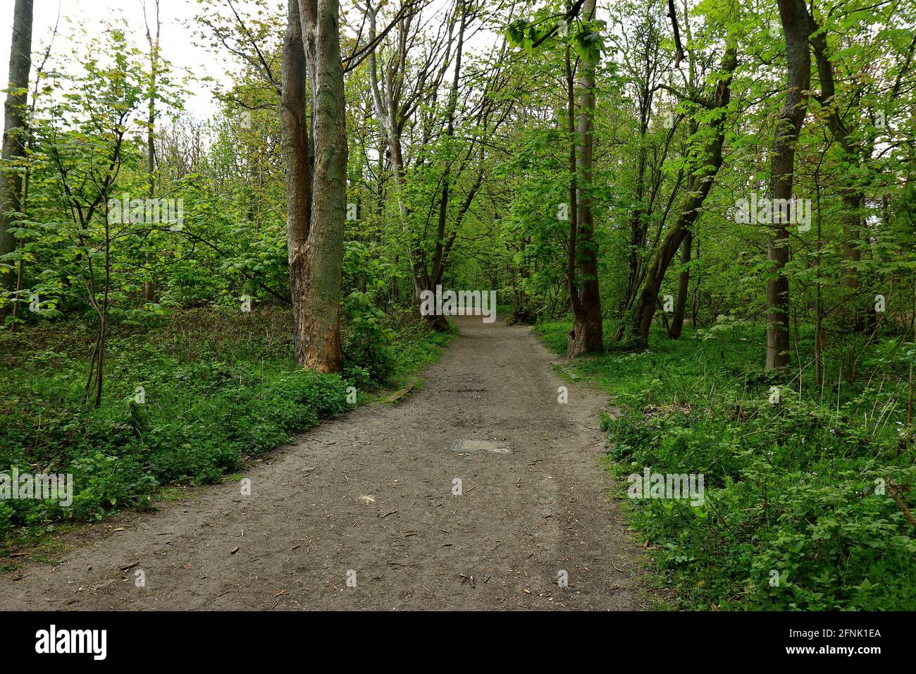 Piste de l'ootpath à travers les boisés d'Ashenbank Banque D'Images