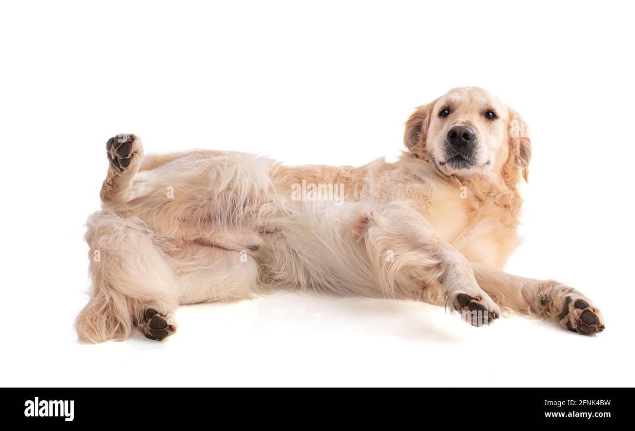 Golden Retriever chien couché sur le côté sur fond blanc Banque D'Images