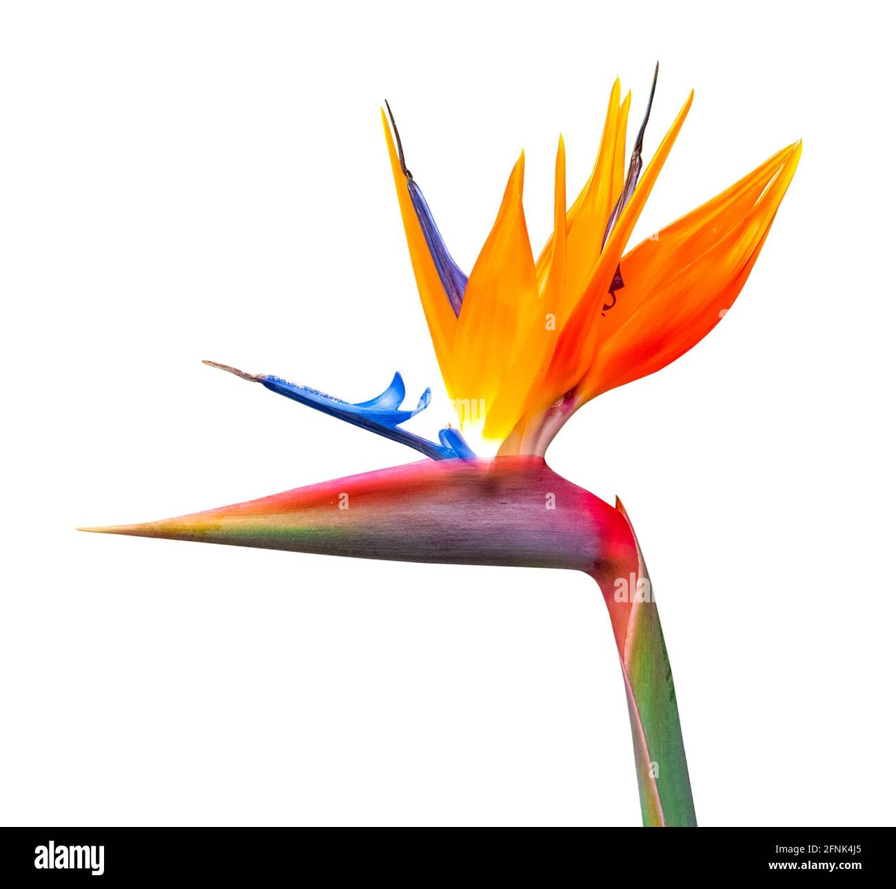 oiseau coloré de fleur de paradis closeup découpe isolée sur un arrière-plan blanc Banque D'Images