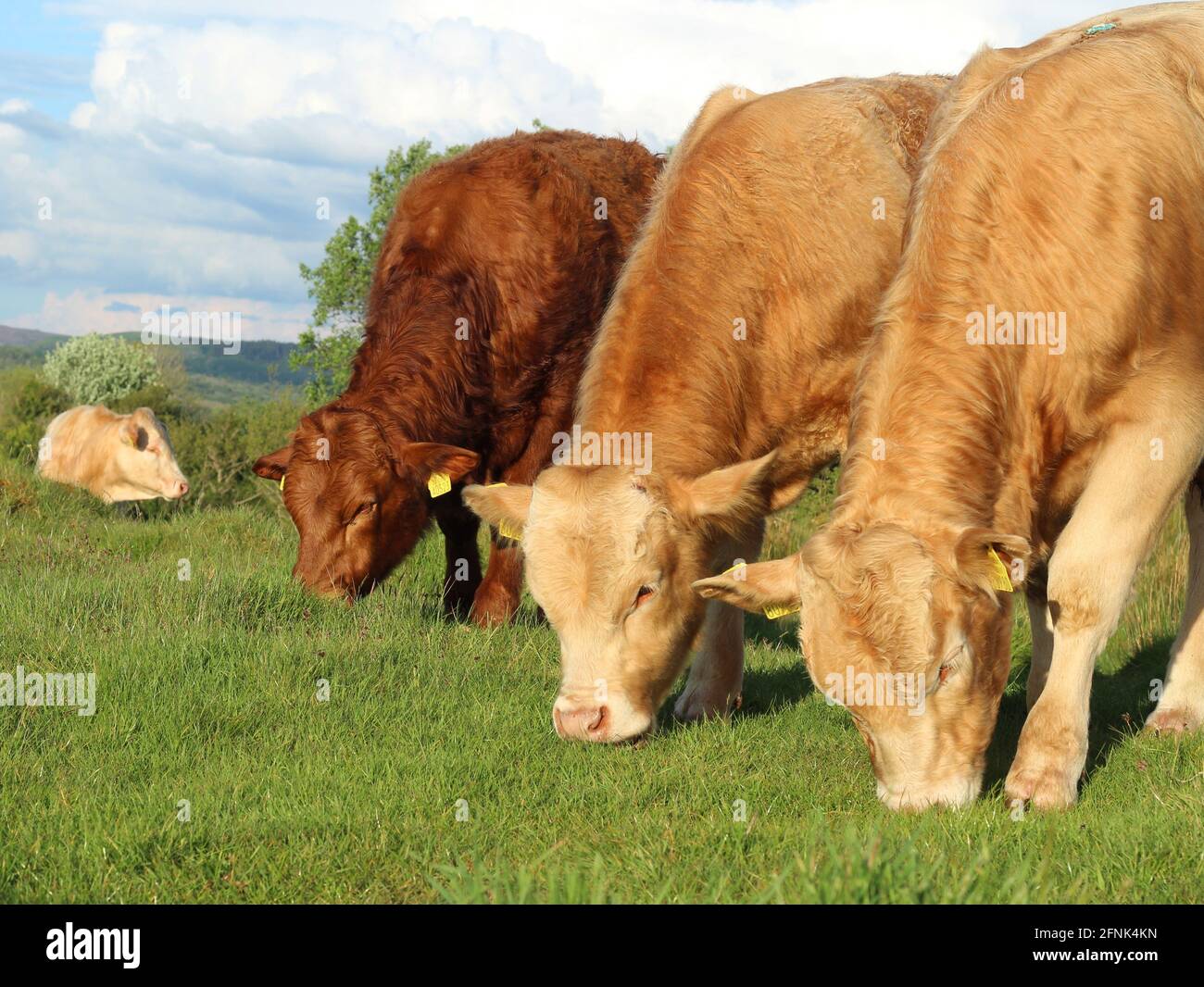 Bœufs de Charolais et de Limousin paissant sur des pâturages sur des terres agricoles dans L'Irlande rurale pendant l'été Banque D'Images