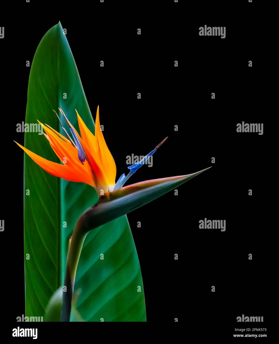 oiseau de paradis fleur et feuille closeup dos éclairé avec couleurs vives isolées sur un arrière-plan noir Banque D'Images