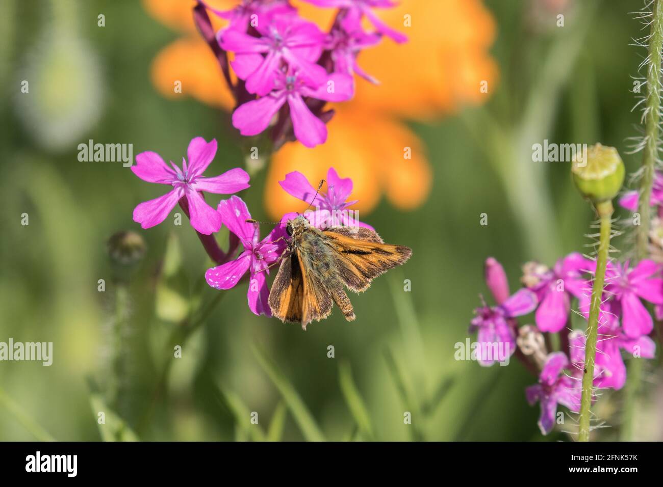 Papillon fritillaire sur fleurs sauvages Banque D'Images