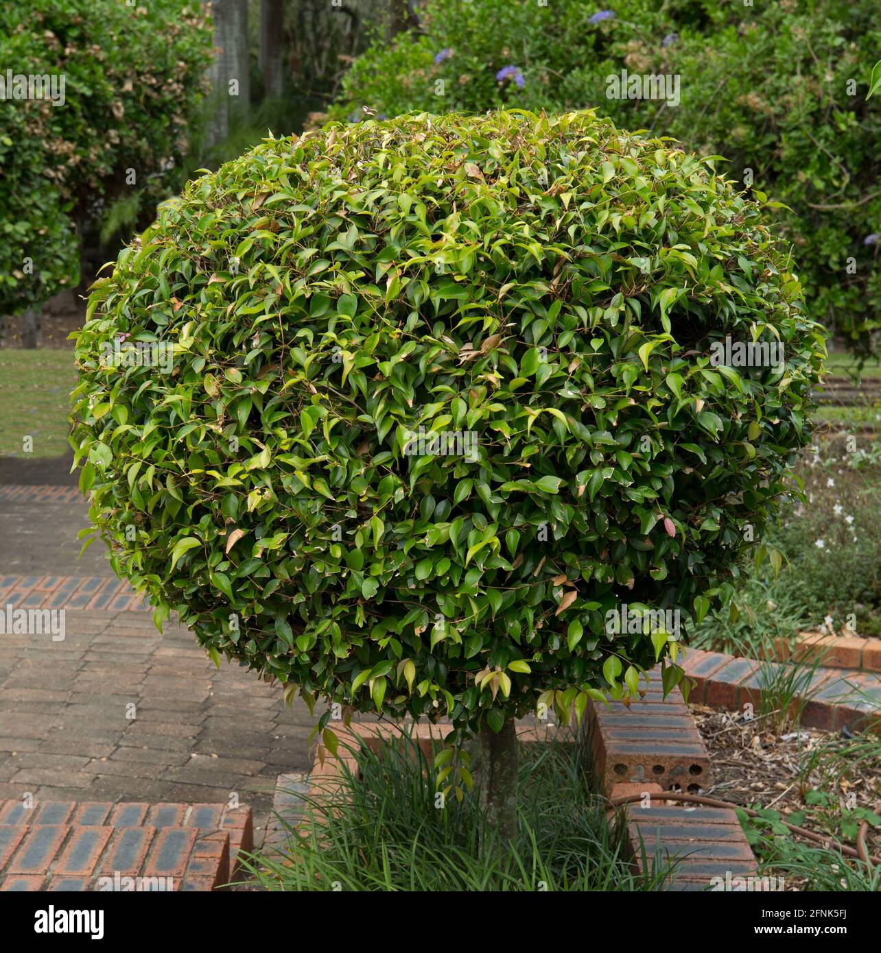 Arbuste topiaire à feuilles denses taillées en gros globulaire / forme ronde Banque D'Images