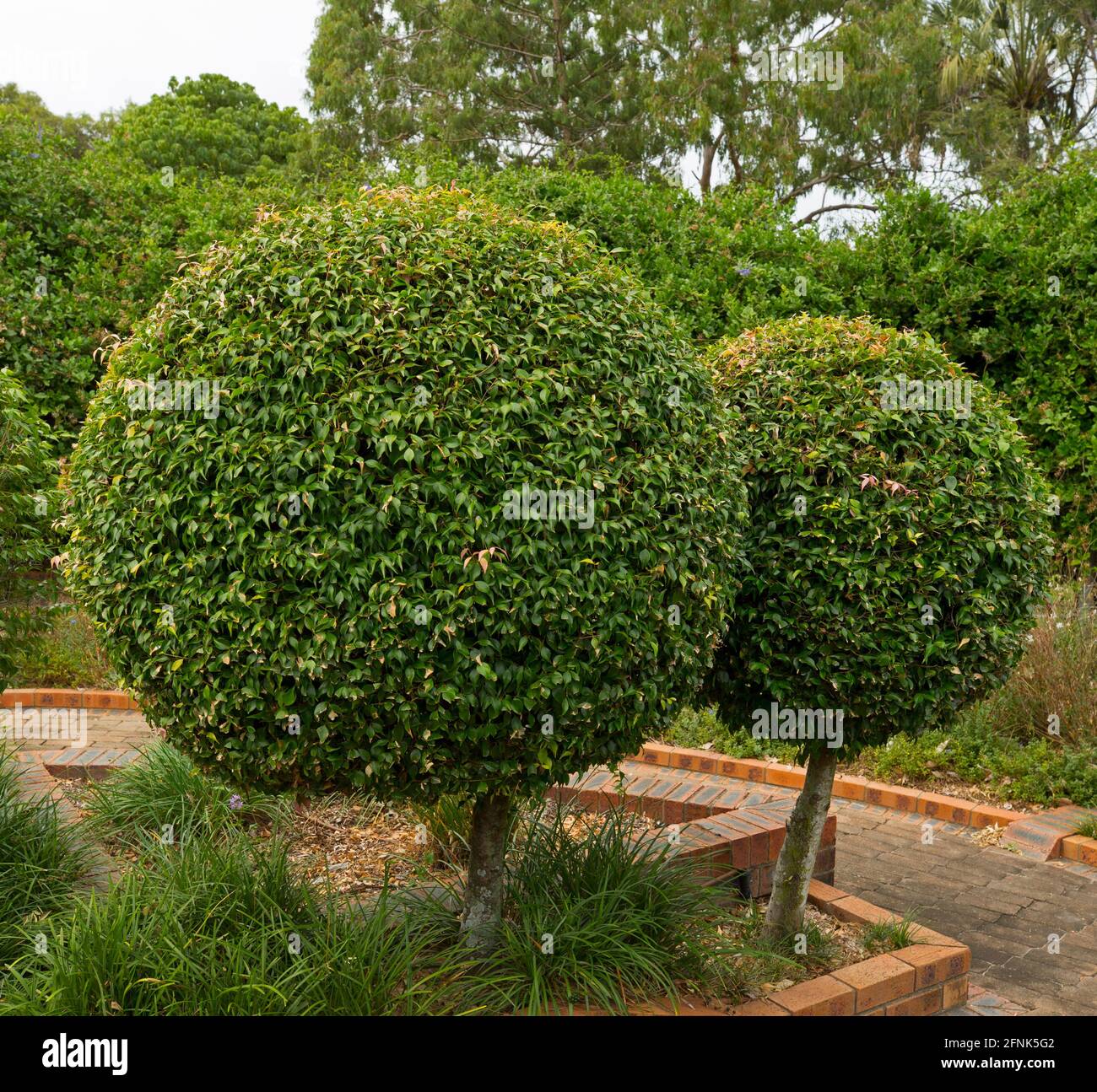 Deux arbustes topiaires à feuilles persistantes avec un feuillage dense taillé en gros formes globulaire / rondes Banque D'Images